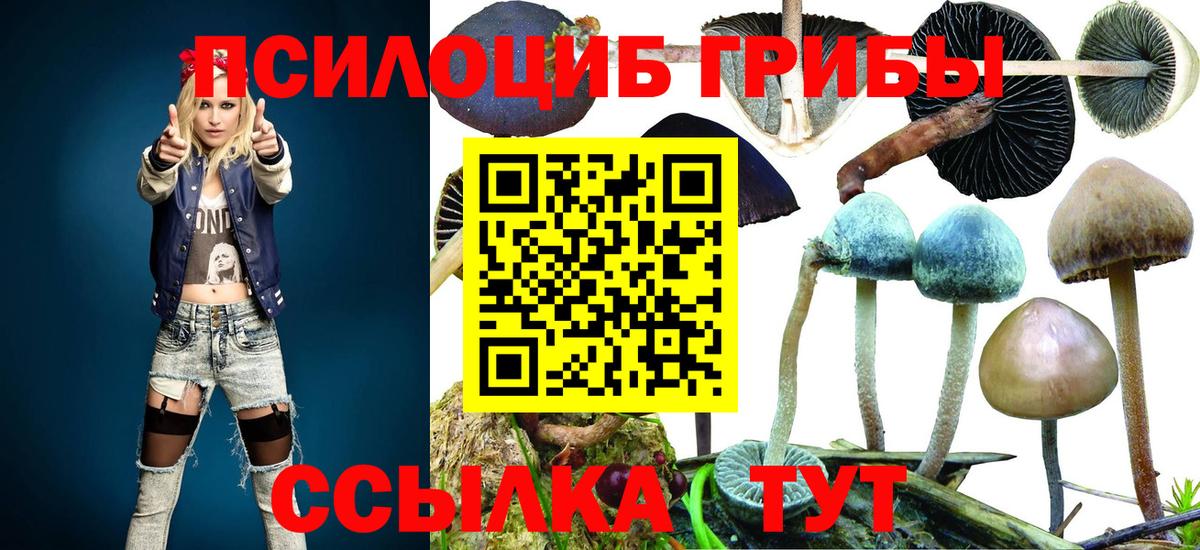 Зима  Галлюциногенные грибы Psilocybe  Вход с VPN 
