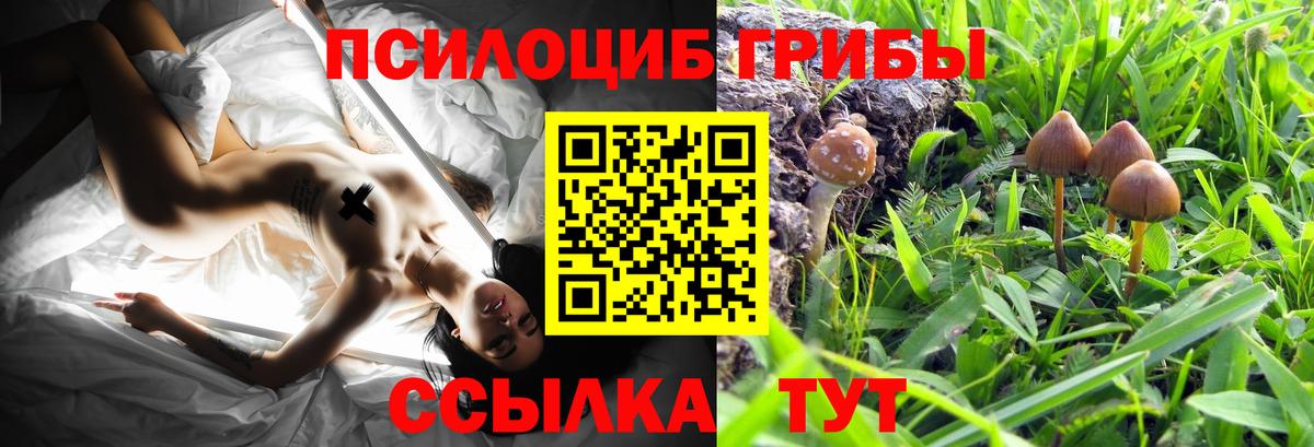 Псилоцибиновые грибы Psilocybe Зима